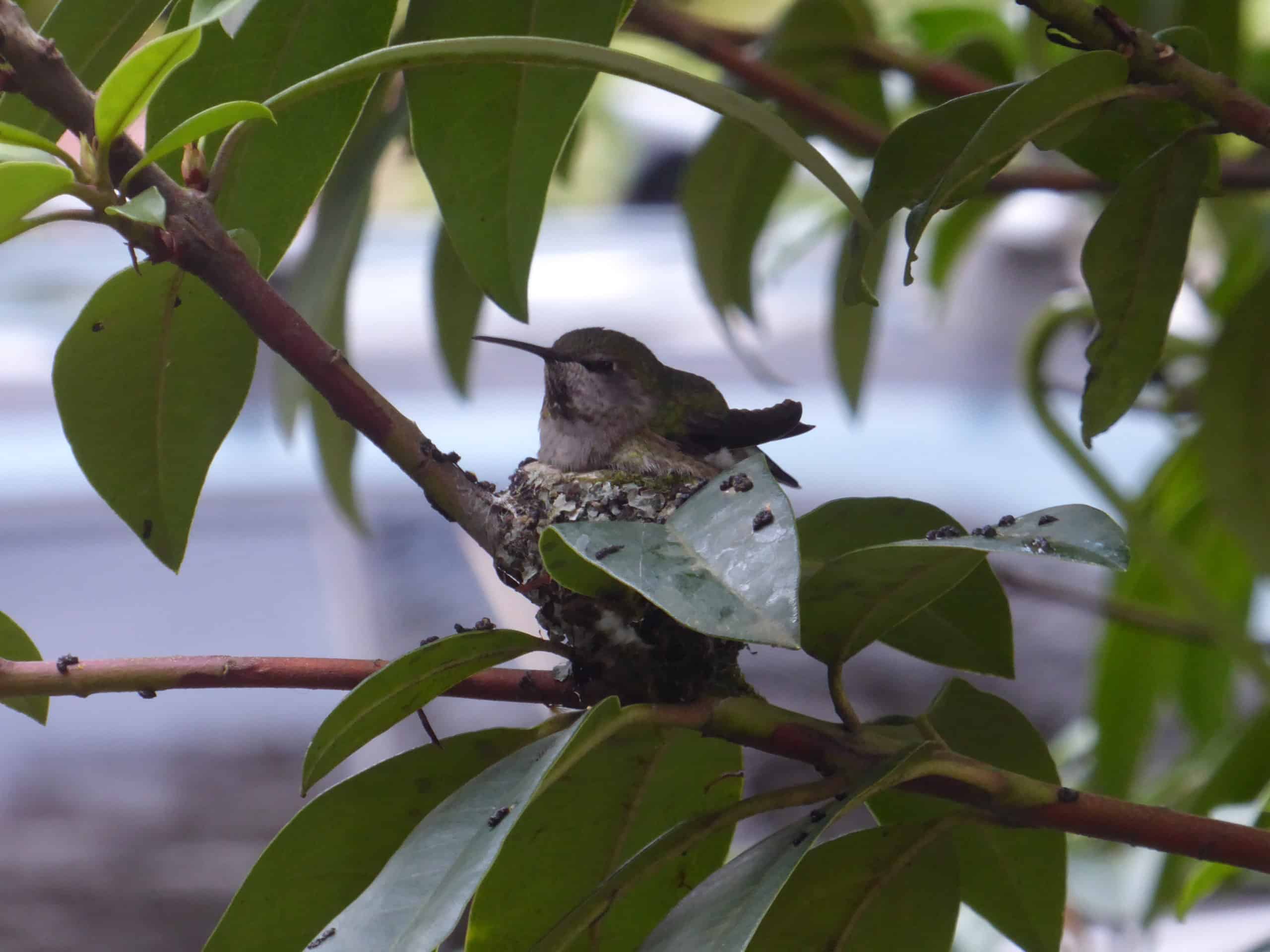 hummingbird sitting on nest